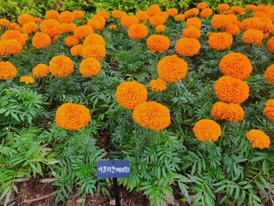 sm shop marigold/gende ka phool flower seeds Seed(75 per packet)