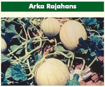 CYBEXIS NBIR-42 - Arka Rajhans Muskmelon - (450 Seeds) Seed(450 per packet)