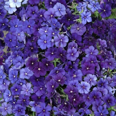 Aywal Phlox Mix Color Flower Seed(100 per packet)