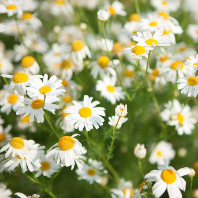 CYBEXIS VXI-53 - Roman / German Chamomile - (750 Seeds) Seed(750 per packet)