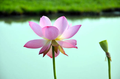 Pramix lotus,kamal gatta Seed(15 per packet)