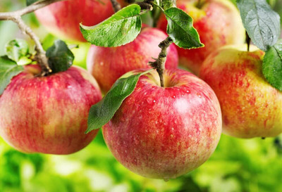 ACMS APPLE KASHMIRI LK-6595 SEEDS FOR HOME AND GARDEN Seed(30 per packet)