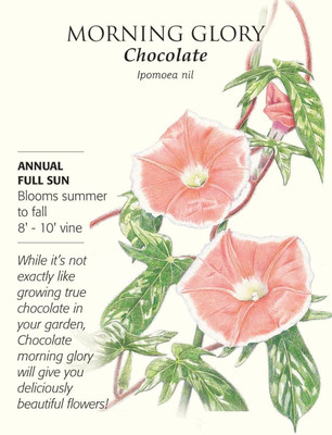 CYBEXIS Chocolate Morning Glory Seeds Seed(50 per packet)