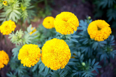 Crumar marigold/gende ka phool flower seeds Seed(75 per packet)