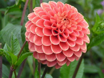 Qualtivate VVI-409 Dahlia Mixed Seeds Cactus Dwarf Flower Seed(50 per packet)