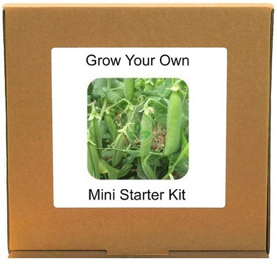 CYBEXIS Peas800 Seeds Seed(800 per packet)