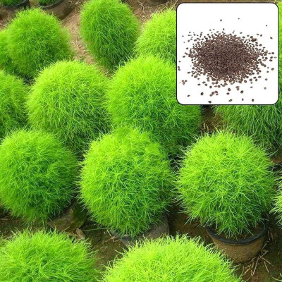 Lorvox Kochia Seed(5 per packet)