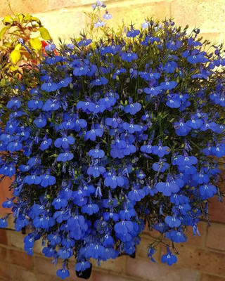 CYBEXIS GBPUT-10 - Ground Cover Creeping Thyme - (150 Seeds) Seed(150 per packet)