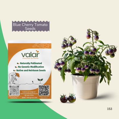 VALAR Organic Blue Cherry Tomato Seeds | Open Pollinated Non-GMO Seed(10 g)