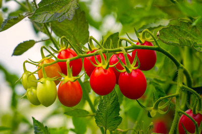 SeeGreen tomato Seed(140 per packet)