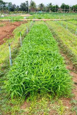 the green dotcom Water Spinach Seed(1100 per packet)
