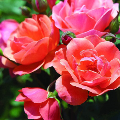Qualtivate PUAS-574 Hybrid Rose Seeds Seed(50 per packet)