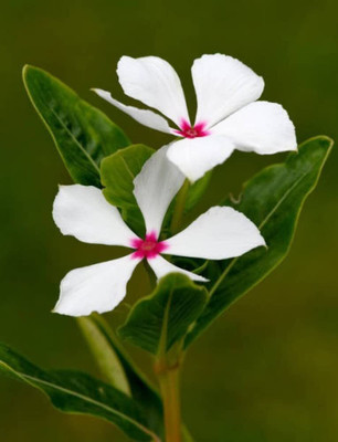 Lorvox Vinca Mix Flower Seed(15 per packet)