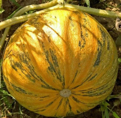 Farmonix Styrian Pumpkin Seed(50 per packet)