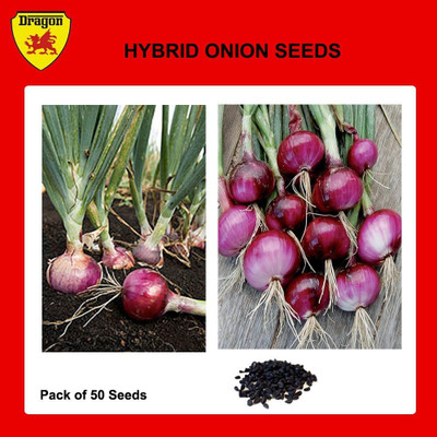 Cloud Farm Onion Seed(1 per packet)