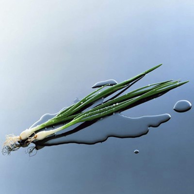 KNESSiN Green Onion Seed(500 per packet)