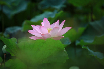 MrGrow lotus,kamal seeds Seed(11 per packet)