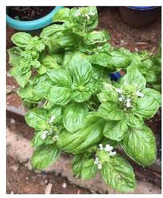 VibeX ® XLR-74 Lettuce Leaf Basil Seed(1000 per packet)