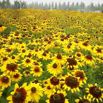 Qualtivate NDIR-293 Hardy black heart chrysanthemum seeds Seed(25 per packet)
