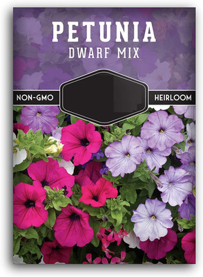 CYBEXIS LXI-39 - Dwarf Petunia Mix for Planting - (180 Seeds) Seed(180 per packet)