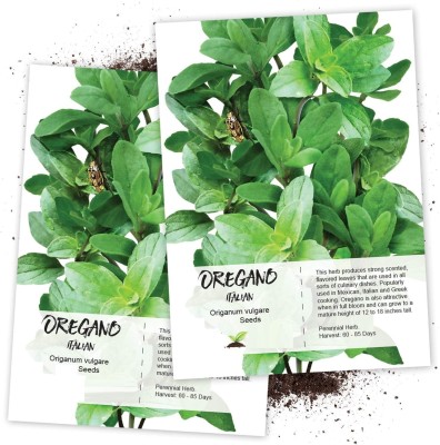 VibeX PAU-79 - Italian Oregano - Wild Marjoram - (150 Seeds) Seed(150 per packet)