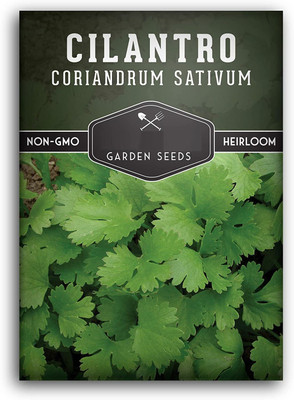 VibeX XLL-86 - Calypso' Cilantro - (250 Seeds) Seed(250 per packet)