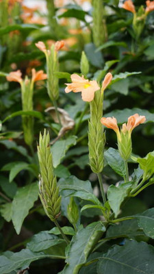 SENECIO kanakambaram-firecracker-crossandra Seed(19 per packet)