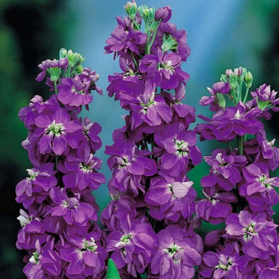 LPR STOCK Seed(100 per packet)