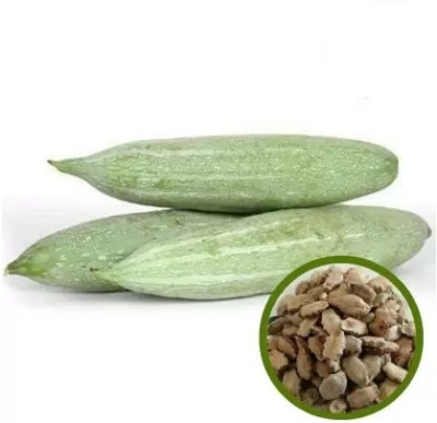 VibeX Summer Giant Snake Gourd/Chachinda[250 Gms, 1250 Seeds] Seed(1250 per packet)