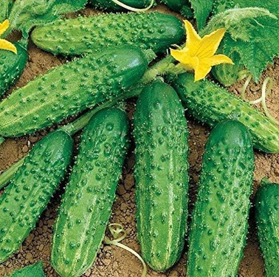 Qualtivate PUAS-6A Cucumber Bush Type Pickling Heirloom Seed(300 per packet)