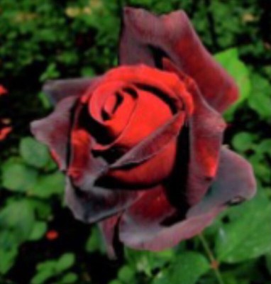 greenfarm NXC-Rose Flower Seeds/ Gulab Seeds, Best Quality , 90 X Seeds ,dfk118 Seed(90 per packet)