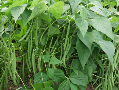 CYBEXIS Dwarf French Bean The Prince Seeds800 Seeds Seed(800 per packet)