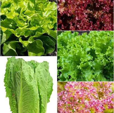 Seedsqlty Green leafy vegetables seeds for summer home gardening , 6 type Seed(30 per packet)