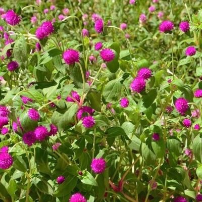 Quentova Gomphrena- Purple Flower-SNIG-5G Seed(60 per packet)