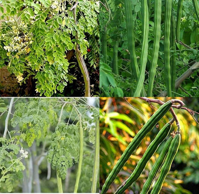 ibains Drumstick seeds bij 11 Seed(11 per packet)