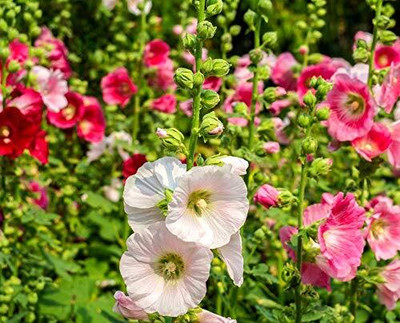 Lorvox Hollyhock Mixed Color Seed(85 per packet)