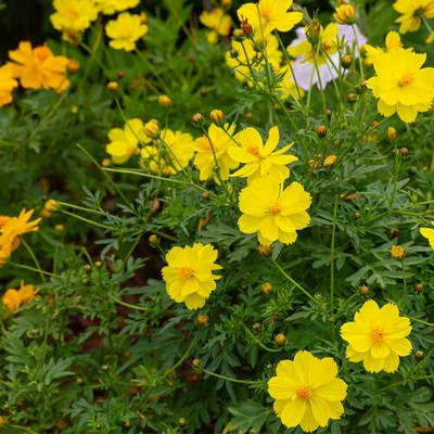 AMAJIT Brahmaand peela beej / Cosmos flower mixed Seed(58 per packet)