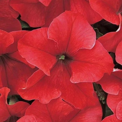 Quentova Red Petunia-ICRA-7W Seed(75 per packet)