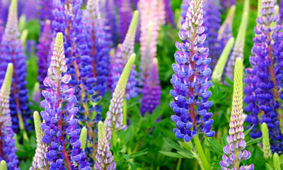 TRICONE Russell Lupin Flower Seed, Dwarf Hybrid Lupinus Polyphyllus 20 Seeds WS39 Seed(20 per packet)