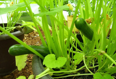 KNESSiN F1 Hybrid Black Beauty Zucchini Seeds for Home Gardening - (100 Seeds) Seed(10 per packet)