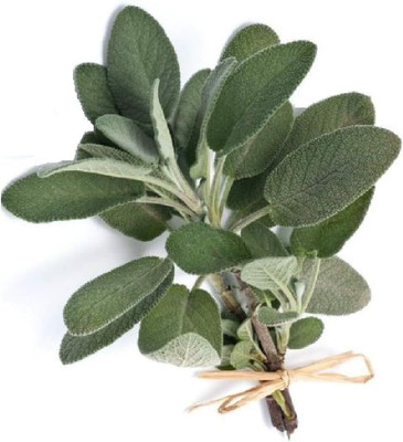 Qualtivate HUA-9A Sage Broadleaf Seeds Seed(100 per packet)