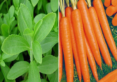 CYBEXIS Stevia Sweet Leaves and Carrot Shin Kuroda Seeds Seed(10 g)
