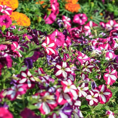 VibeX XLL-1 - Petunia Hybrid Flower |Mixed Colors - (540 Seeds) Seed(540 per packet)