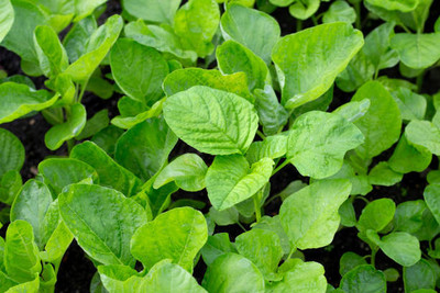 AFARTIOBINA 70 PCS SPINACH SEEDS-A02 Seed(70 per packet)