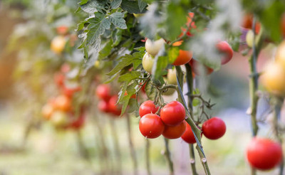 FARMBLESSING tomato Seed(55 per packet)