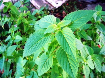 VibeX PUAS-26 - Vietnamese Lemon Balm - (750 Seeds) Seed(750 per packet)