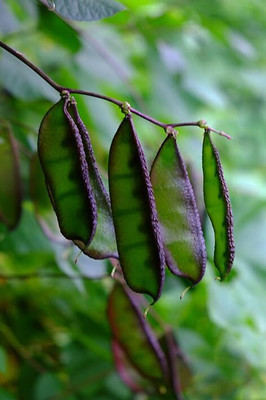CRGO BEANS Seed(55 per packet)