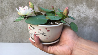 DEYS AGRO ™ mini lotus seeds,dwarf variety Seed(20 per packet)