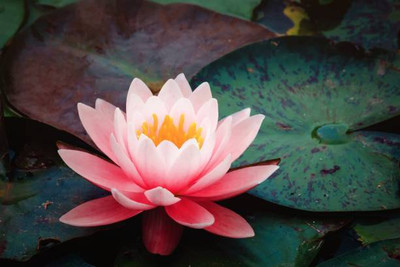 Quentova lotus,kamal gatta Seed(11 per packet)