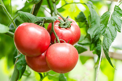 CORUS tomato Seed(120 per packet)